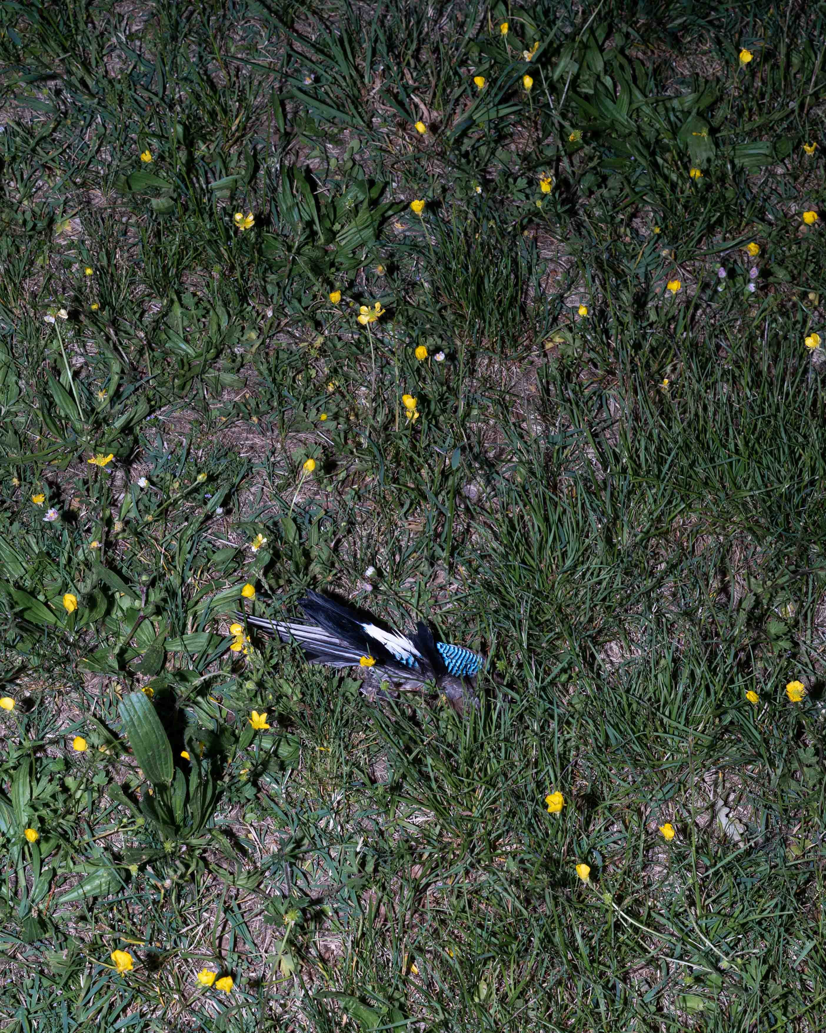 Dintorni N.00 Asterismi, Ines Bortoletto.