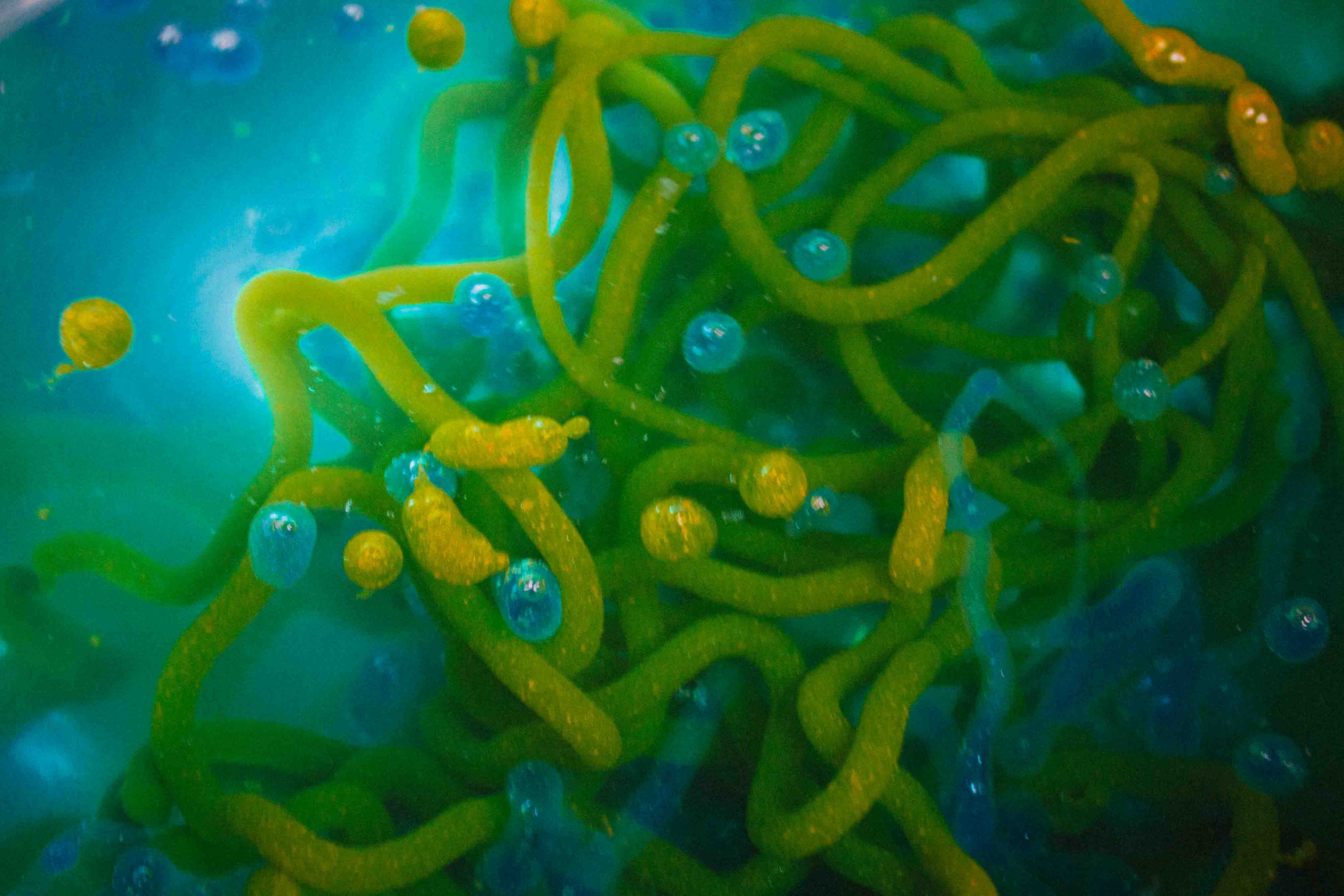 Ocean Space, Lucrezia Ceselin.